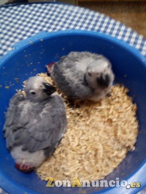 POLLITOS DE LOROS YACO COLA ROJA